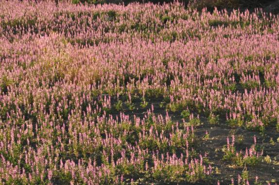 Época de deserto florido na Baja California - México (estrada entre Santa Rosalía e San Ignacio)